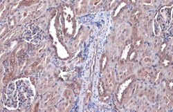 Invitrogen Bax Recombinant Rabbit Monoclonal Antibody (HL236) 100 &mu;L;