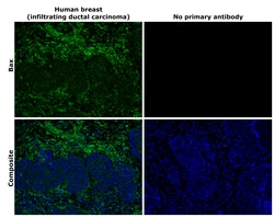Invitrogen Bax Recombinant Rabbit Monoclonal Antibody (HL236) 100 &mu;L;