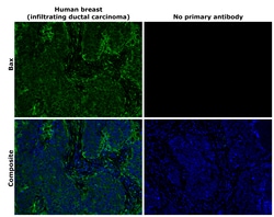 Invitrogen Bax Recombinant Rabbit Monoclonal Antibody (HL236) 100 &mu;L;