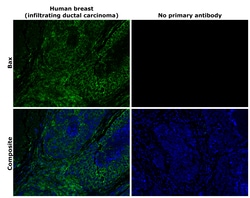 Invitrogen Bax Recombinant Rabbit Monoclonal Antibody (HL236) 100 &mu;L;
