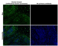 Invitrogen Bax Recombinant Rabbit Monoclonal Antibody (HL236) 100 &mu;L;