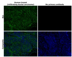 Invitrogen Bax Recombinant Rabbit Monoclonal Antibody (HL236) 100 &mu;L;