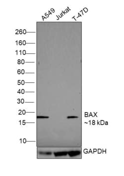 Invitrogen Bax Recombinant Rabbit Monoclonal Antibody (HL236) 100 &mu;L;