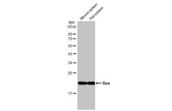 Invitrogen Bax Recombinant Rabbit Monoclonal Antibody (HL236) 100 &mu;L;
