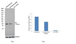 Invitrogen Bax Recombinant Rabbit Monoclonal Antibody (HL236) 100 &mu;L;