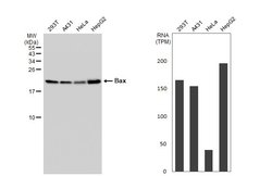Invitrogen Bax Recombinant Rabbit Monoclonal Antibody (HL236) 100 &mu;L;