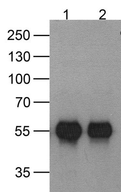 Invitrogen HAT Tag Monoclonal Antibody (9A2F8) 100 &mu;g; Unconjugated:Antibodies,