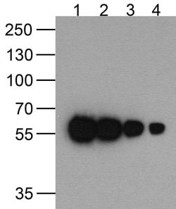 Invitrogen HAT Tag Monoclonal Antibody (9A2F8) 100 &mu;g; Unconjugated:Antibodies,