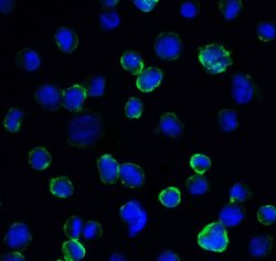 Invitrogen CD276 (B7-H3) Monoclonal Antibody (2H5) 100 &mu;g; Unconjugated:Antibodies,