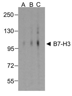 Invitrogen CD276 (B7-H3) Monoclonal Antibody (2H5) 100 &mu;g; Unconjugated:Antibodies,