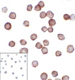 Invitrogen CD276 (B7-H3) Monoclonal Antibody (2A7) 100 &mu;g; Unconjugated:Antibodies,
