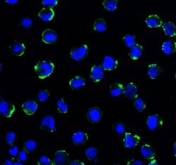 Invitrogen CD276 (B7-H3) Monoclonal Antibody (2A7) 100 &mu;g; Unconjugated:Antibodies,