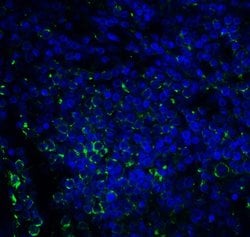 Invitrogen CD276 (B7-H3) Monoclonal Antibody (2A7) 100 &mu;g; Unconjugated:Antibodies,