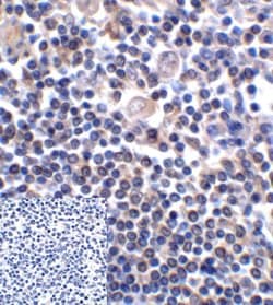 Invitrogen CD276 (B7-H3) Monoclonal Antibody (2A7) 100 &mu;g; Unconjugated:Antibodies,
