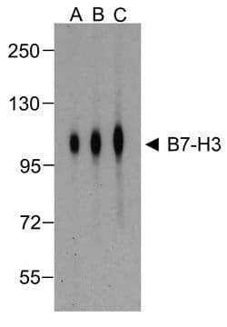 Invitrogen CD276 (B7-H3) Monoclonal Antibody (2A7) 100 &mu;g; Unconjugated:Antibodies,