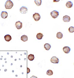 Invitrogen CD276 (B7-H3) Monoclonal Antibody (4H3) 100 &mu;g; Unconjugated:Antibodies,