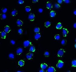 Invitrogen CD276 (B7-H3) Monoclonal Antibody (4H3) 100 &mu;g; Unconjugated:Antibodies,