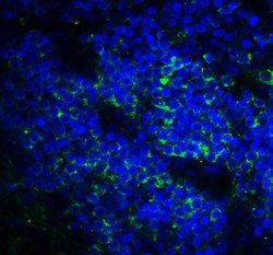 Invitrogen CD276 (B7-H3) Monoclonal Antibody (4H3) 100 &mu;g; Unconjugated:Antibodies,