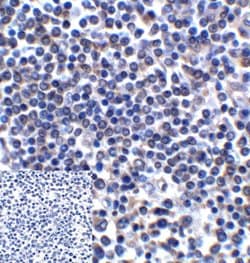 Invitrogen CD276 (B7-H3) Monoclonal Antibody (4H3) 100 &mu;g; Unconjugated:Antibodies,