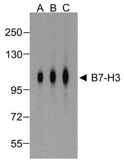 Invitrogen CD276 (B7-H3) Monoclonal Antibody (4H3) 100 &mu;g; Unconjugated:Antibodies,