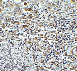 Invitrogen TMIGD2 Monoclonal Antibody (8A1) 100 &mu;g; Unconjugated:Antibodies,