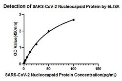 SARS-CoV-2 Nucleocapsid Recombinant Rabbit Monoclonal Antibody (4Z6T2),