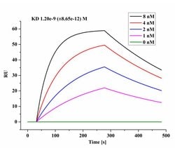 SARS-CoV-2 Nucleocapsid Recombinant Rabbit Monoclonal Antibody (4Z6T2),