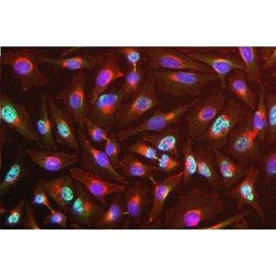 Invitrogen RBM8A Monoclonal Antibody (4C4) 100 &mu;L; Unconjugated:Antibodies,