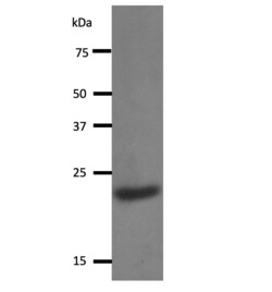 Invitrogen RBM8A Monoclonal Antibody (4C4) 100 &mu;L; Unconjugated:Antibodies,