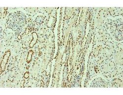 Invitrogen hnRNP F/H Monoclonal Antibody (1G11) 50 &mu;L; Unconjugated:Antibodies,