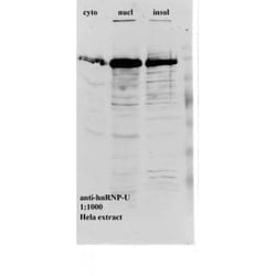 Invitrogen hnRNP F/H Monoclonal Antibody (1G11) 50 &mu;L; Unconjugated:Antibodies,