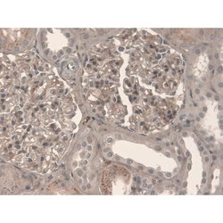 Invitrogen Fibronectin Monoclonal Antibody (EP5) 100 &mu;L; Unconjugated:Antibodies,