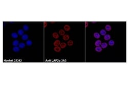 Invitrogen LAP2 Monoclonal Antibody (3A3) 100 &mu;L; Unconjugated:Antibodies,