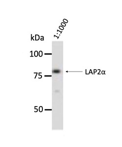 Invitrogen LAP2 Monoclonal Antibody (3A3) 100 &mu;L; Unconjugated:Antibodies,