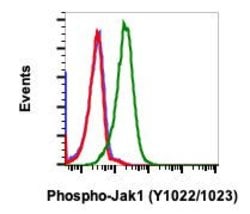 Invitrogen Phospho-Jak1 (Tyr1034, Tyr1035) Recombinant Rabbit Monoclonal