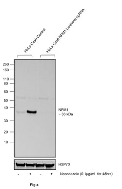 Invitrogen Phospho-NPM1 (Ser4) Recombinant Rabbit Monoclonal Antibody (NPMS4-A1)