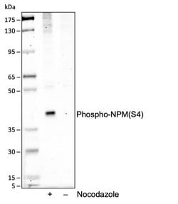 Invitrogen Phospho-NPM1 (Ser4) Recombinant Rabbit Monoclonal Antibody (NPMS4-A1)