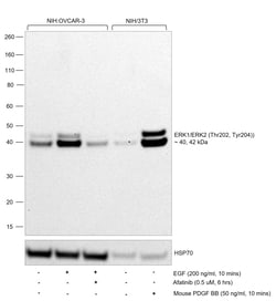 Invitrogen Phospho-ERK1/ERK2 (Thr202, Tyr204) Recombinant Rabbit Monoclonal