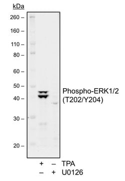 Invitrogen Phospho-ERK1/ERK2 (Thr202, Tyr204) Recombinant Rabbit Monoclonal