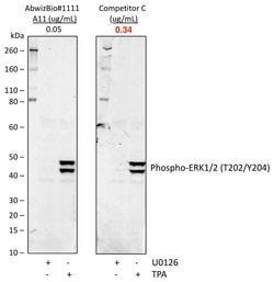 Invitrogen Phospho-ERK1/ERK2 (Thr202, Tyr204) Recombinant Rabbit Monoclonal