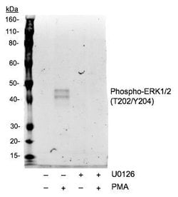 Invitrogen Phospho-ERK1/ERK2 (Thr202, Tyr204) Recombinant Rabbit Monoclonal