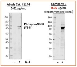 Invitrogen Phospho-Stat6 (Tyr641) Recombinant Rabbit Monoclonal Antibody