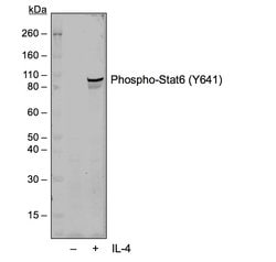 Invitrogen Phospho-Stat6 (Tyr641) Recombinant Rabbit Monoclonal Antibody