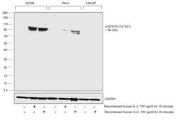 Invitrogen Phospho-Stat6 (Tyr641) Recombinant Rabbit Monoclonal Antibody