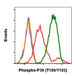 Invitrogen Phospho-p38 MAPK alpha (Thr180, Tyr182) Recombinant Rabbit Monoclonal