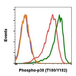 Invitrogen Phospho-p38 MAPK alpha (Thr180, Tyr182) Recombinant Rabbit Monoclonal
