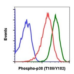 Invitrogen Phospho-p38 MAPK alpha (Thr180, Tyr182) Recombinant Rabbit Monoclonal