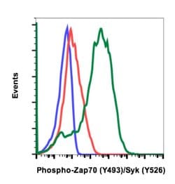 Phospho-ZAP70/Syk (Tyr493, Tyr526) Recombinant Rabbit Monoclonal Antibody