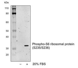 Phospho-S6 Ribosomal Protein (Ser235, Ser236) Recombinant Rabbit Monoclonal