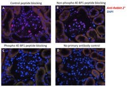 Invitrogen Phospho-4EBP1 (Thr37, Thr46) Recombinant Rabbit Monoclonal Antibody